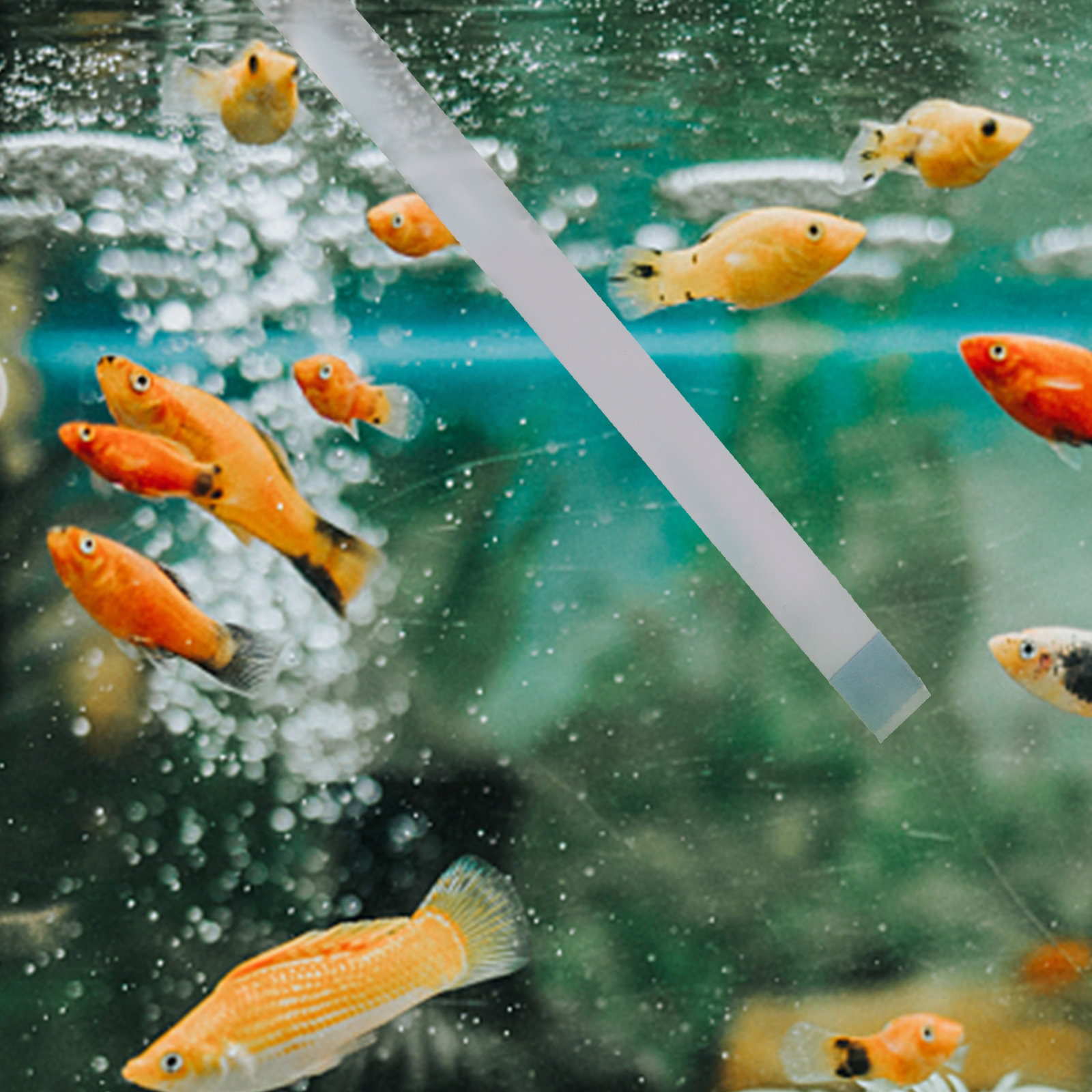Тест-полоски для бассейнов, те – обзор и цена Aquarium Fish Pond